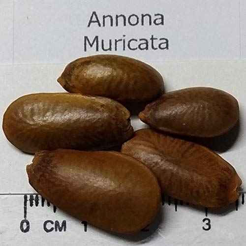 ゴールデンサワーソップ苗(Annona muricata) Golden Soursop (ANNONA MURICATA) Live Fruit Plant